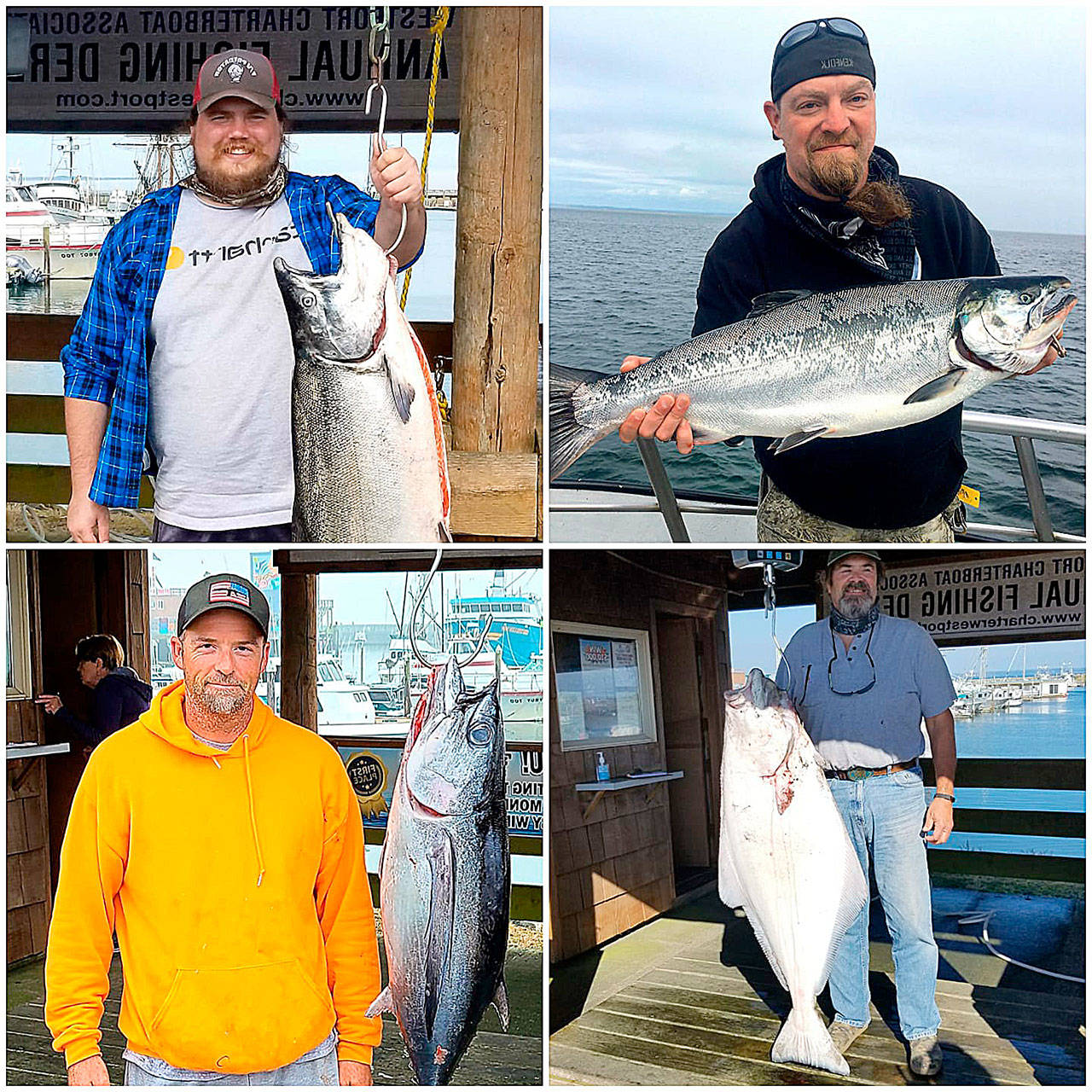 COURTESY WESTPORT WEIGHMASTER The 2020 Westport Charterboat Association derby winners, clockwise from top left: Robert Inslee of East Wenatchee with a 32.2-pound Chinook caught aboard the Predator; Ken Sheaffer of Milton with a 12.45-pound coho caught aboard the Tequila Too; Keith Nelson of Tulalip with a 63.90-pound halibut caught aboard the Angler; and Sean Gomez of Spokane with a 32.9-pound albacore tuna caught aboard the Blue Eyes.