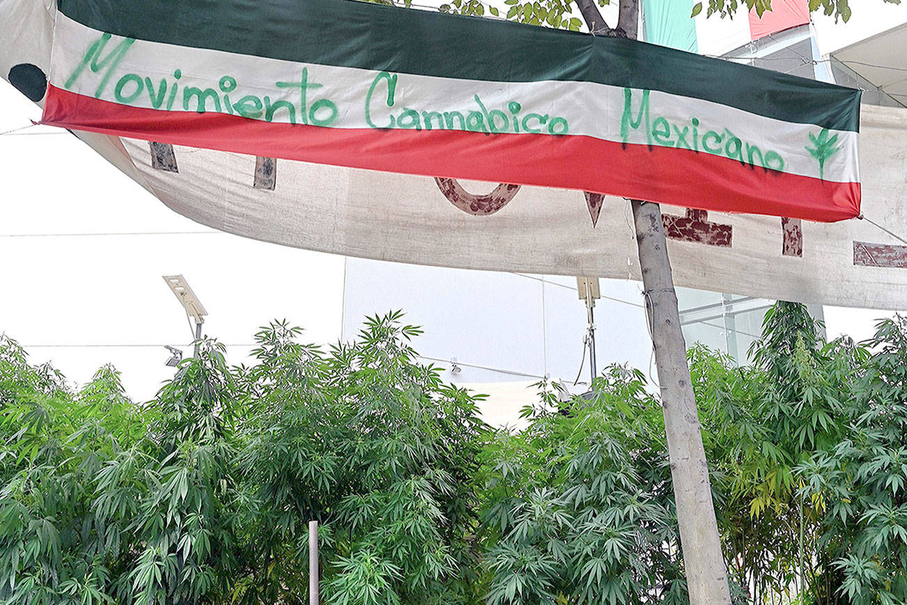 This file photo shows a view of a cannabis pantation with a flag reading Mexican Cannabic Movement outside the Senate&apos;s building in Mexico City on September 30, 2020. Mexico&apos;s marijuana revolution is on display steps from the nation&apos;s Senate, where for the last nine months activists have maintained a fragrant cannabis garden. (ALFREDO ESTRELLA/AFP via Getty Images/TNS)