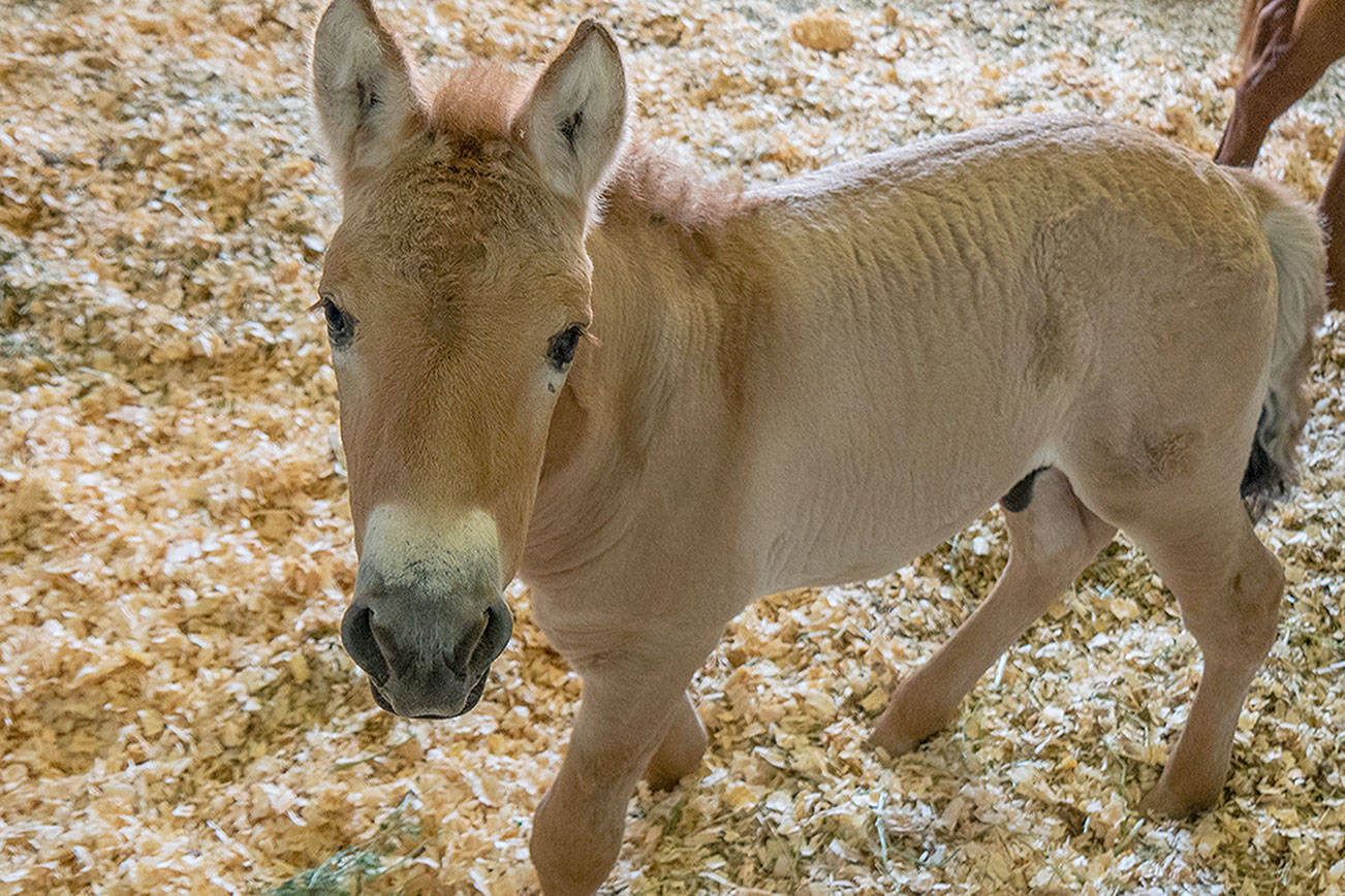 Kurt, the first-ever Przewalski's horse clone, is pictured on on Aug. 28 at the Texas veterinary facility of ViaGen Equine collaborator, Timber Creek Veterinary. (Scott Stine/Courtesy San Diego Zoo)