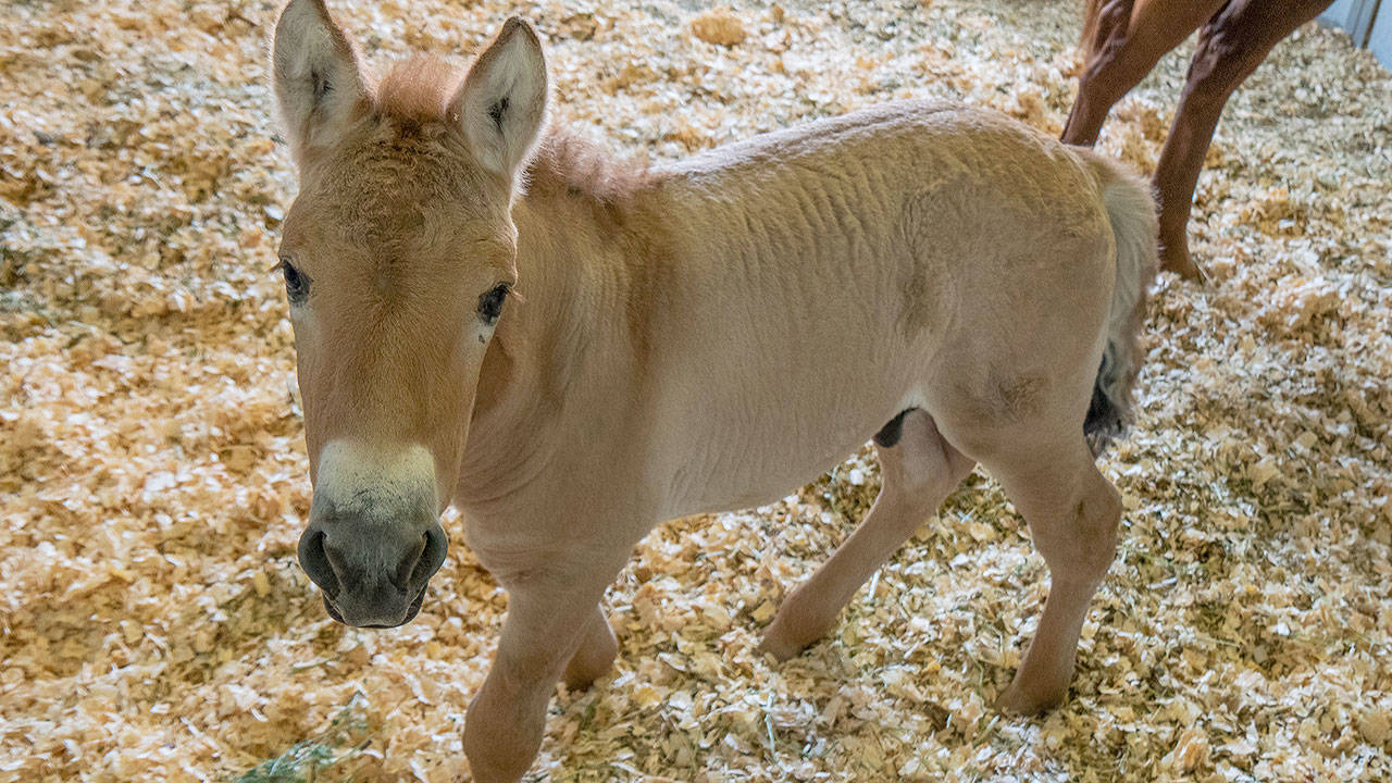 Kurt, the first-ever Przewalski’s horse clone, is pictured on on Aug. 28 at the Texas veterinary facility of ViaGen Equine collaborator, Timber Creek Veterinary. (Scott Stine/Courtesy San Diego Zoo)