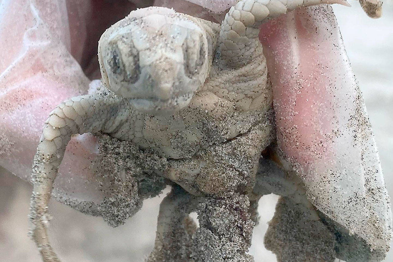 Wildlife experts are celebrating the birth of a rare white sea turtle on Kiawah Island in South Carolina. (Alison Frey/Town of Kiawah Island)