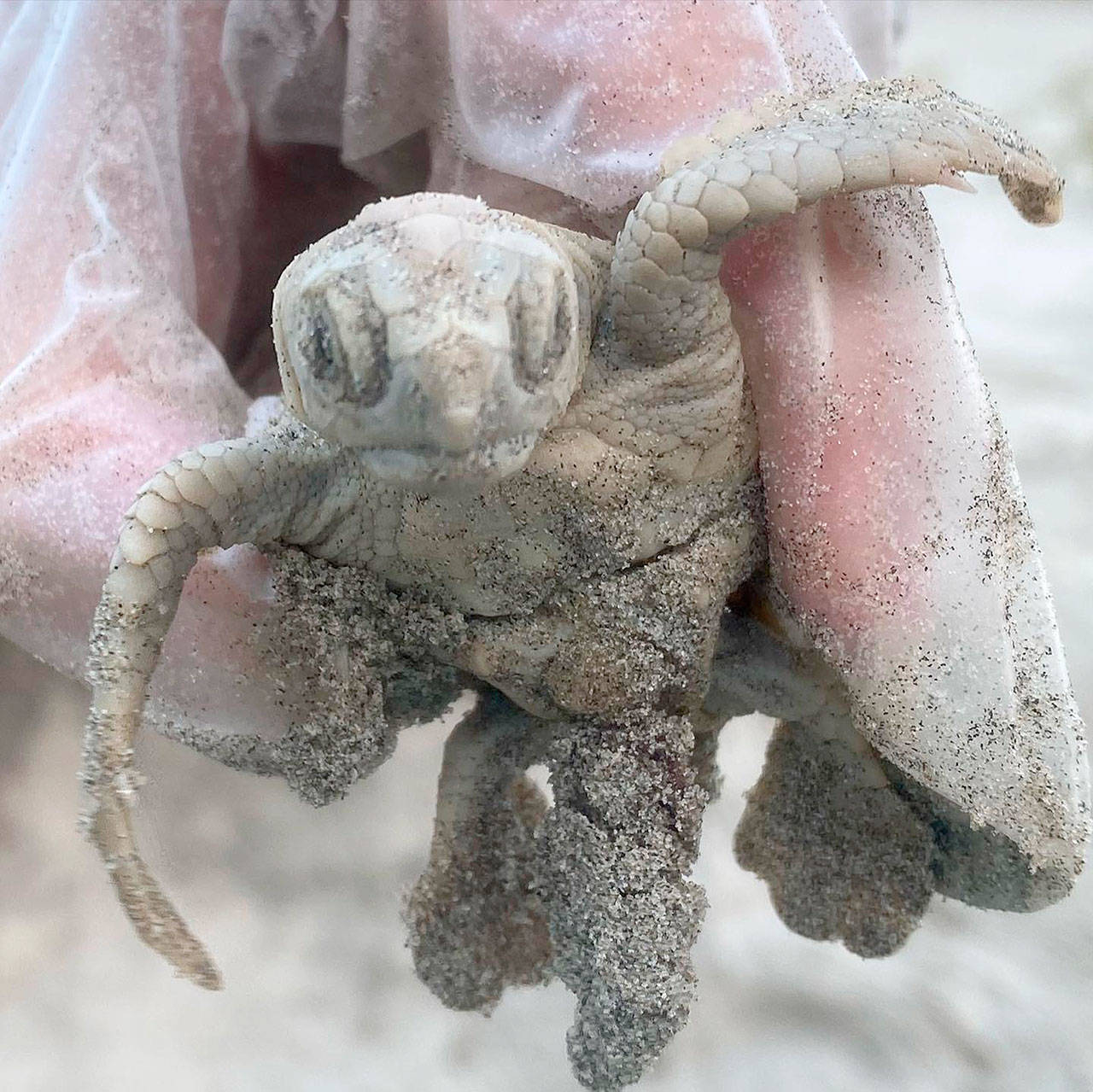 Wildlife experts are celebrating the birth of a rare white sea turtle on Kiawah Island in South Carolina. (Alison Frey/Town of Kiawah Island/TNS)