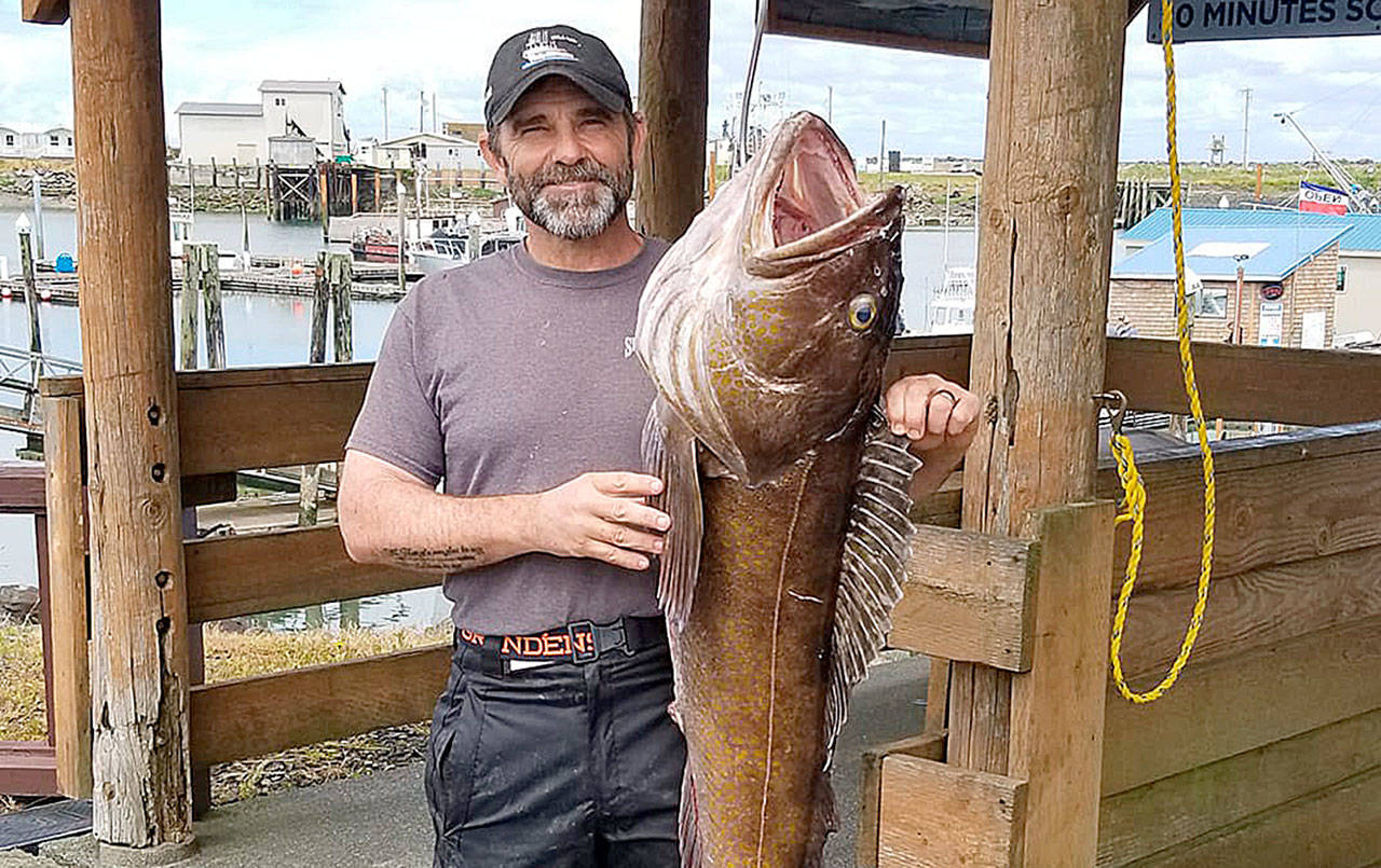 COURTESY WESTPORT WEIGHMASTER Patrick Dougherty of Randle took the top $1,500 prize for the largest lingcod in the 2020 Westport Charterboat Association Derby with this 35.35-pound lingcod caught aboard the Hula Girl June 12. Chinook, coho, halibut and derby winners were announced in the Daily World Oct. 13.