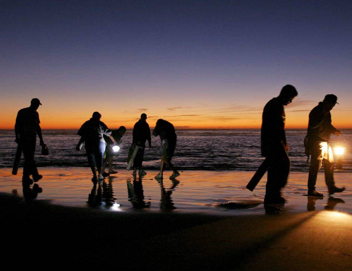 WDFW File Photo Razor clam diggers comb a beach searching for the shellfish. The WDFW suspended razor clam digging on local beaches after test results showed increased levels of domoic acid in clams and sea water.