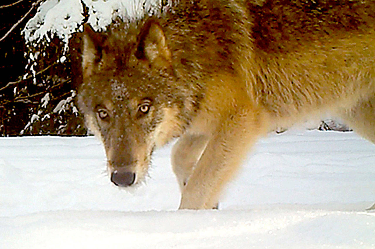 A gray wolf hunts near Chewelah, Washington. The Trump administration has dropped the gray wolf from endangered species list. (Washington Department of Fish & Wildlife)