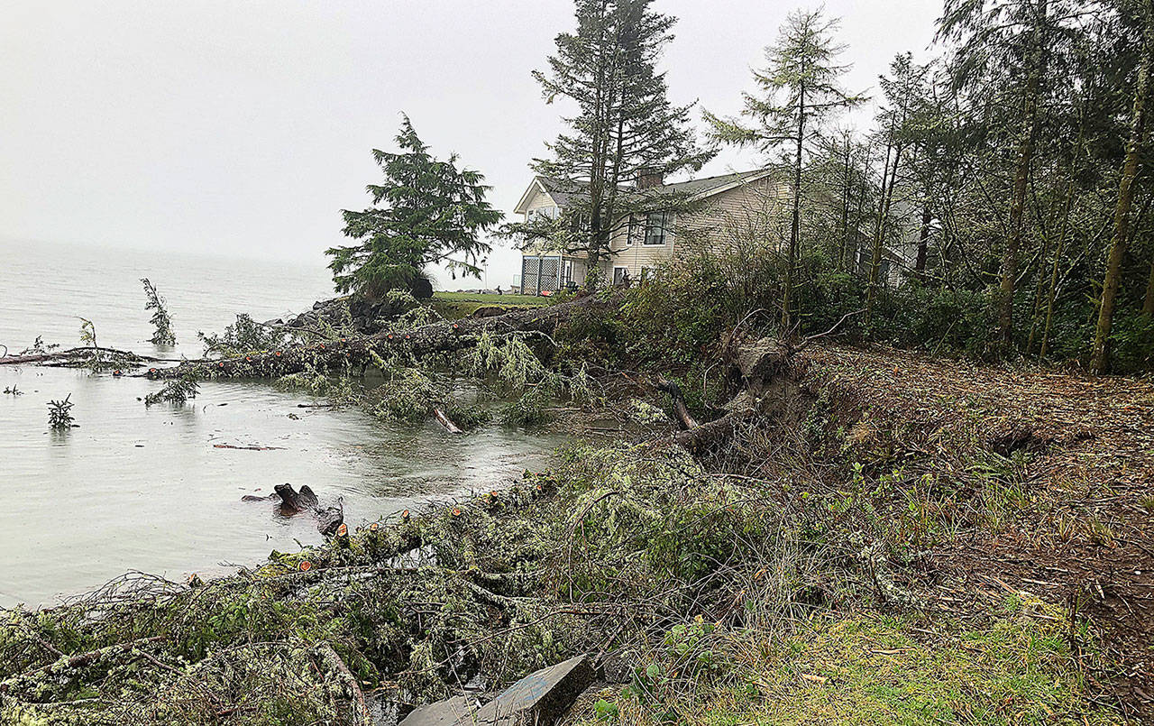 SUSAN CONNIRY PHOTO 
The bay side of Ocean Shores was not spared from this week’s high surf. Large trees were brought down at the end of Mariner Court and the eroding shoreline is threatening homes.
