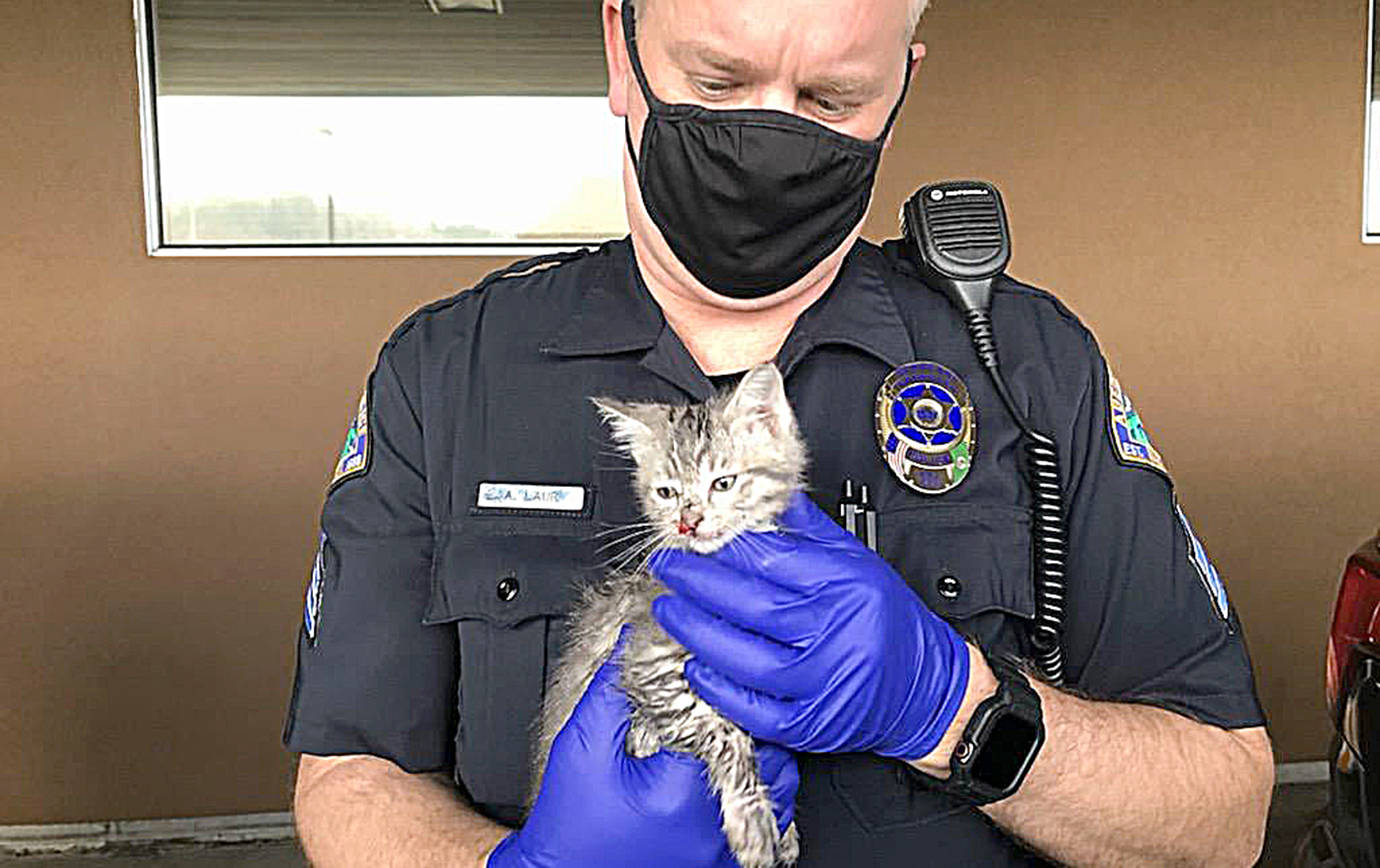 COURTESY ABERDEEN POLICE DEPARTMENT 
Three kittens were rescued from the fire at the Aberdeen homeless tent camp next to City Hall Thursday morning. Sgt. Art Laur holds one of the kittens.