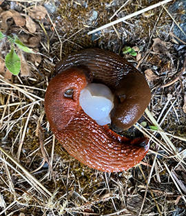 Photo by National Park Service
Slugs can be controlled by hoeing and rototilling, disrupting their pathways, exposing their eggs to drying conditions, dry soil, and removing volunteer-plant food for them.