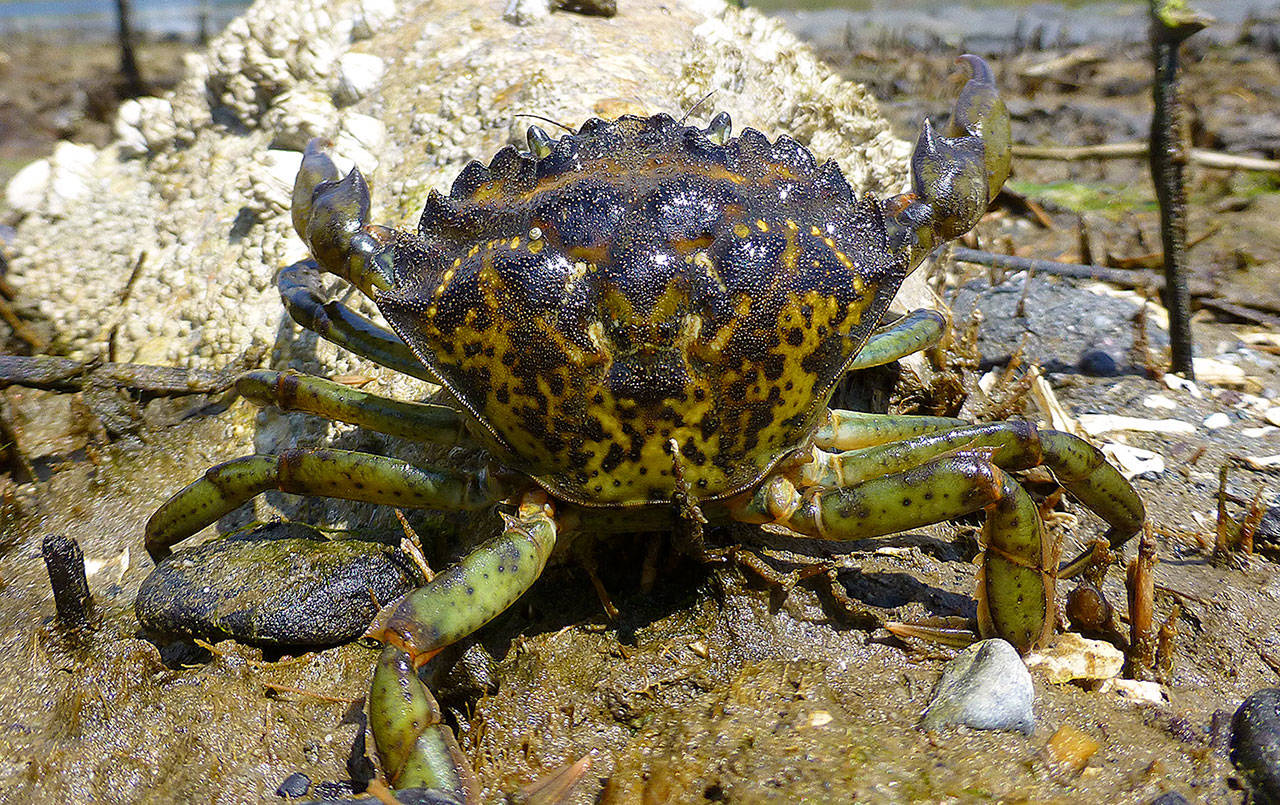 EMILY GRASON / WASHINGTON SEA GRANT
Despite its name, the European green crabs distinguishing feature is not its color, but the five spines to the outside of the eye on the shell.