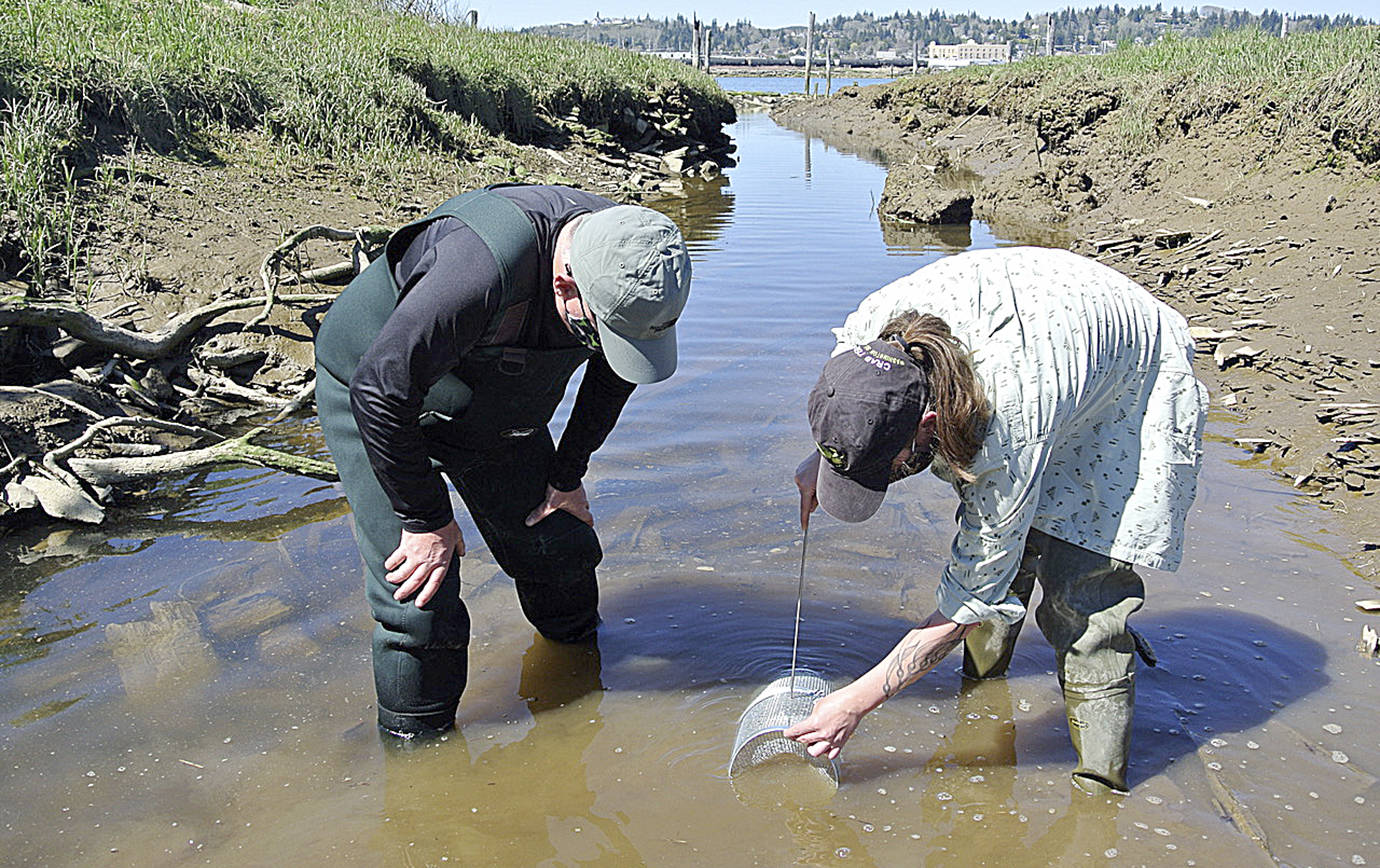 LEE FIRST | TWIN HARBORS WATERKEEPER 
Local volunteer Craig Zora, left, and Washington Sea Grant Crab Team coastal specialist Alex Stote set a trap on the south side of Grays Harbor near the old Saginaw Mill site in south Aberdeen to monitor for invasive European green crab.
