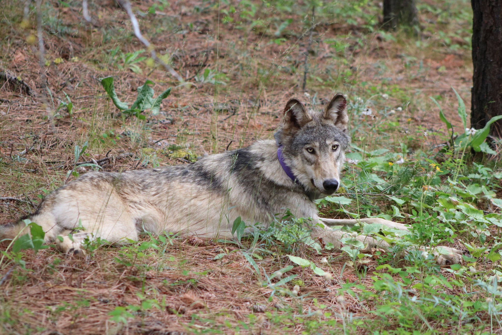 OR-93 arrived in California in late January and has ventured farther south in the state than any other wolf in more than a century. A new wolf, OR-103, has also crossed over from Oregon into California recently.
Austin Smith / Confederated Tribes of Warm Springs