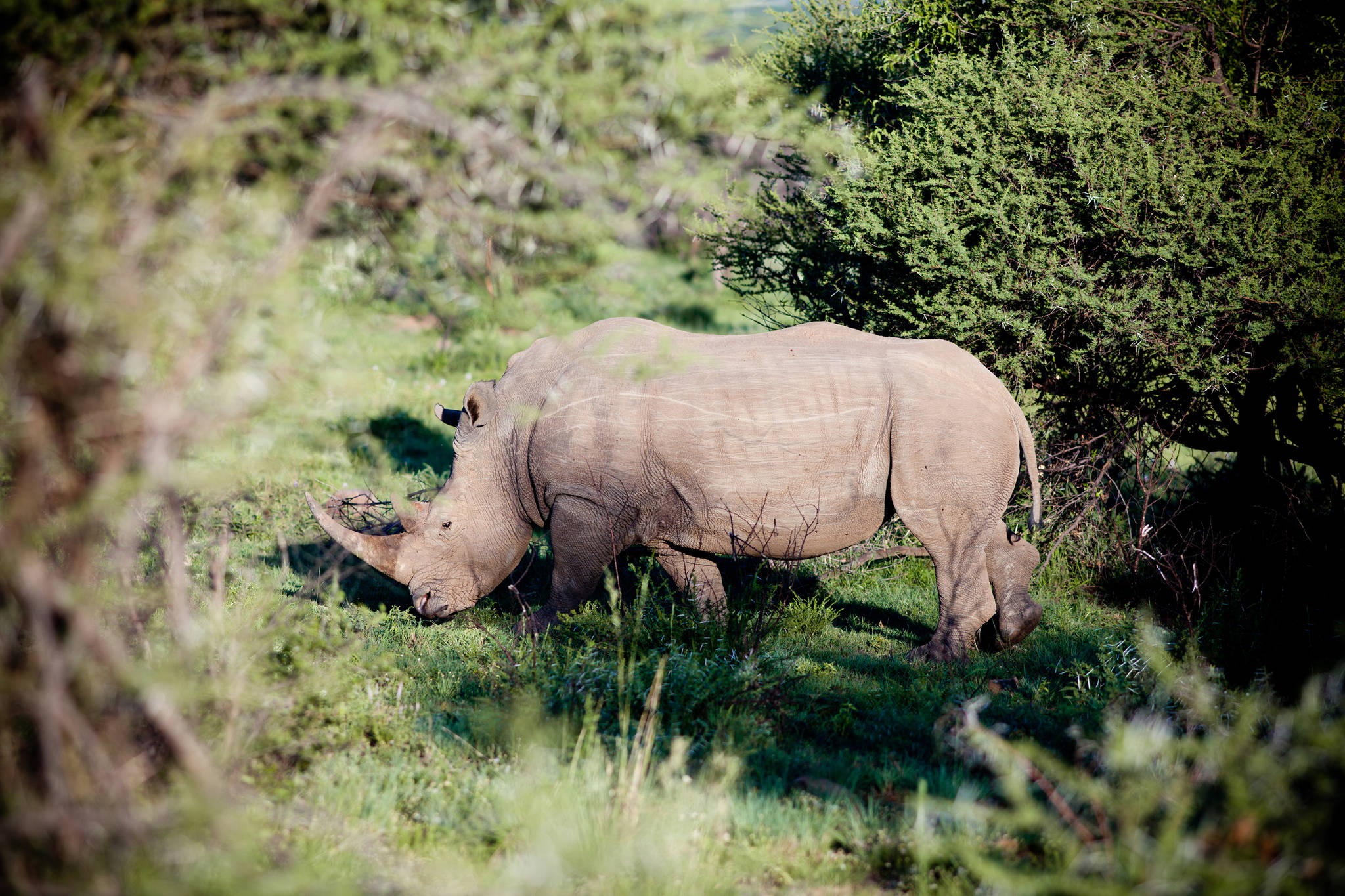 Dreamstime/TNS 
Researchers are working on a pilot program to inject rhino horns with radioactive material, a tactic that could discourage consumption and make it easier to detect illegal trade.