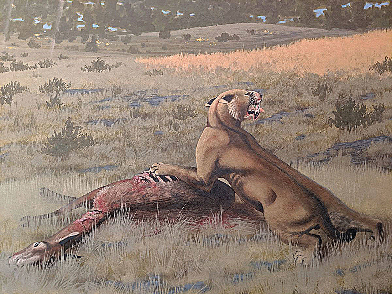 An artist’s depiction of Machairodus lahayishupup eating Hemiauchenia, a camel relative. The image is part of a mural of the Rattlesnake Formation of central Oregon, where fossils of the newly identified species have been found. The mural is exhibited at John Day Fossil Beds National Monument, part of the National Park Service. (Image courtesy of Ohio State Univ.)