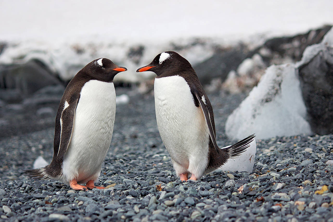 Playful penguins (Pexels)
