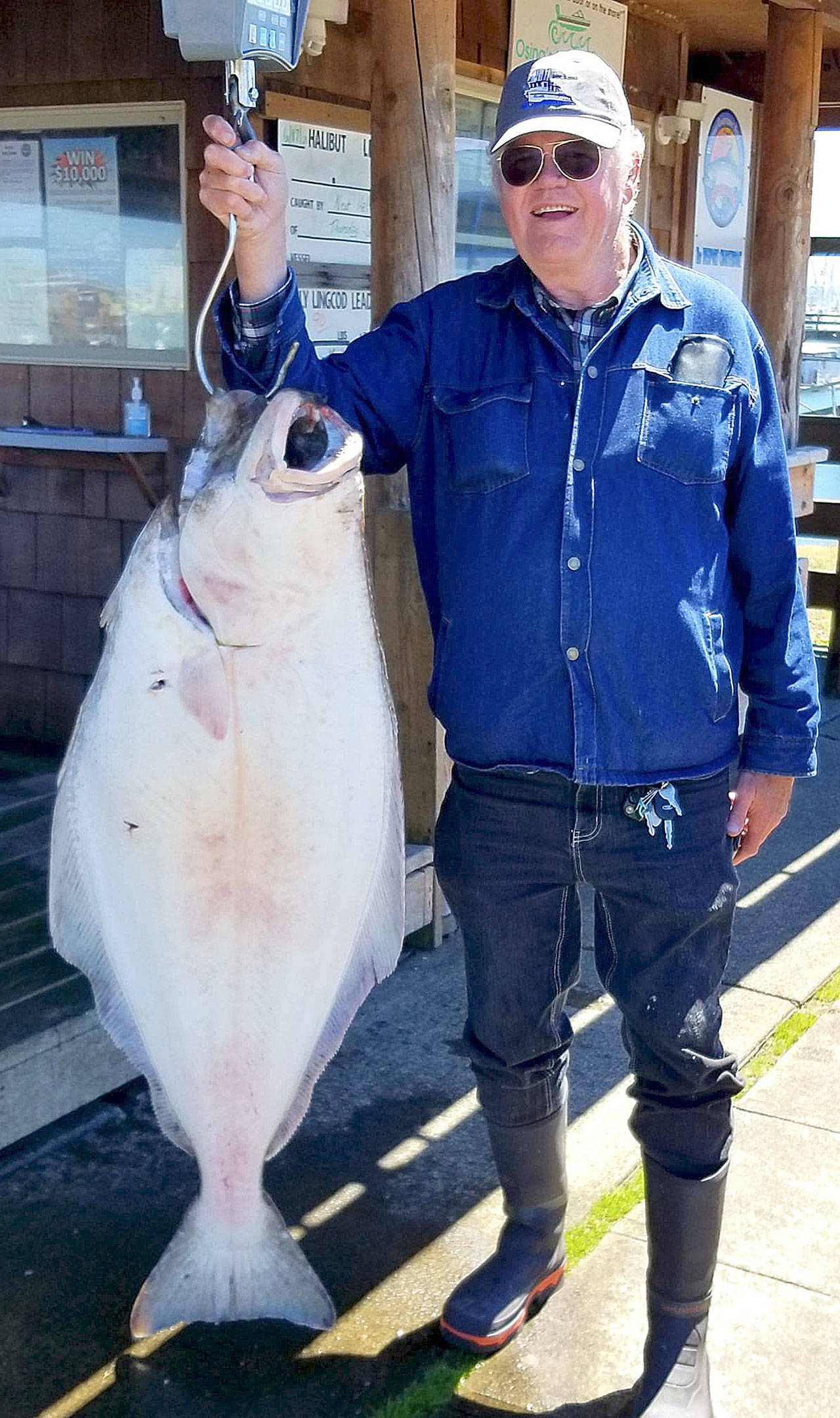 Courtesy of Westport Weighmaster 
Ed Chapin of Olympia currently leads the Westport Charterboat Association halibut derby with this 71.7-pound fish caught June 17 aboard the Hula Girl.