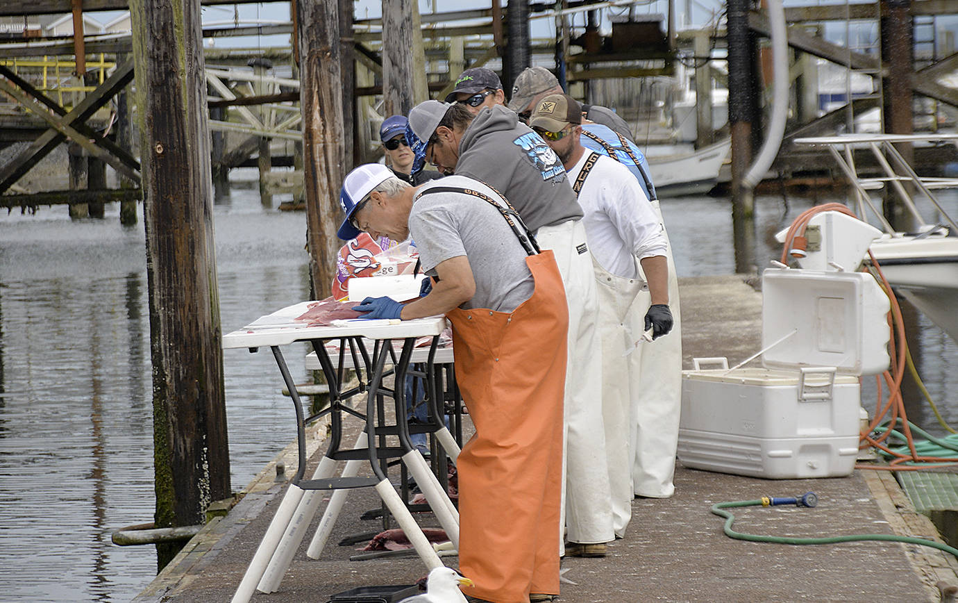 DAN HAMMOCK | THE DAILY WORLD 
Volunteers with the Mission Outdoors Washington Tuna Classic filet the day’s catch in the Westport boat basin. The year this photo was taken, 2019, the tournament donated close to 10,000 pounds of tuna for local food banks.