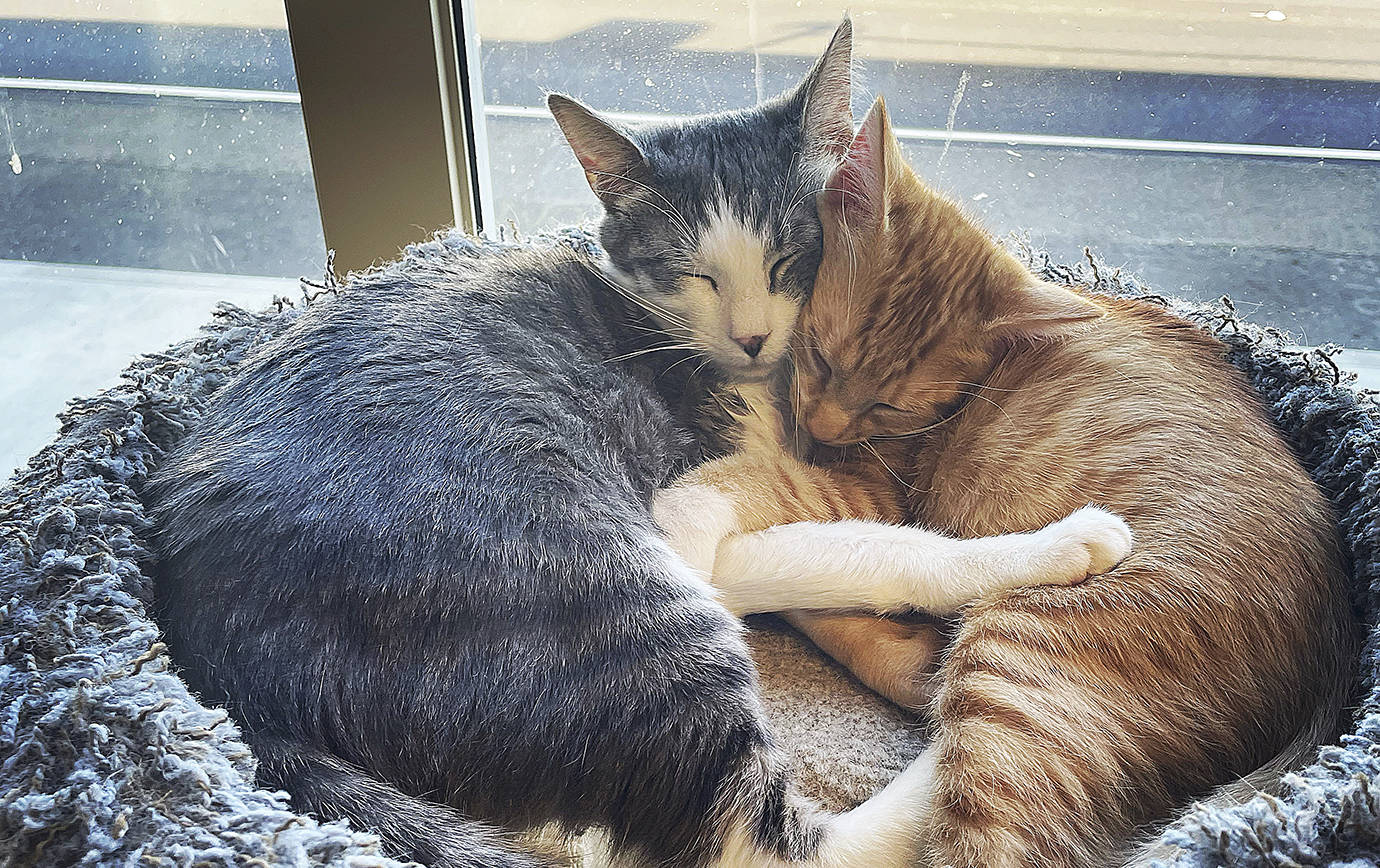 Two of the cats at PAWS of Grays Harbor. An open house to celebrate a return to regular hours is slated for Aug. 21. (Courtesy PAWS of Grays Harbor)