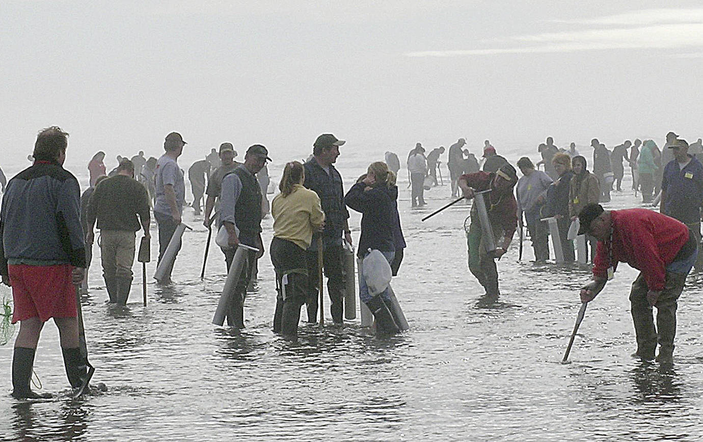 Courtesy of Department of Fish and Wildlife 
Nine straight days of razor clam digging at select beaches begins Sept. 17, 2021. High populations have allowed the limit to be raised from 15 to 20.