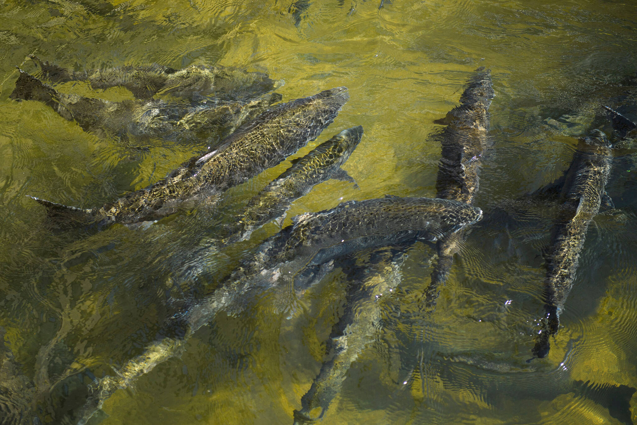 Chinook salmon swim up a fish ladder at the California Department of Fish and Wildlife Feather River Hatchery just below the Lake Oroville dam during the California drought emergency on May 27, 2021, in Oroville, Calif. (Patrick T. Fallon | AFP | Getty Images