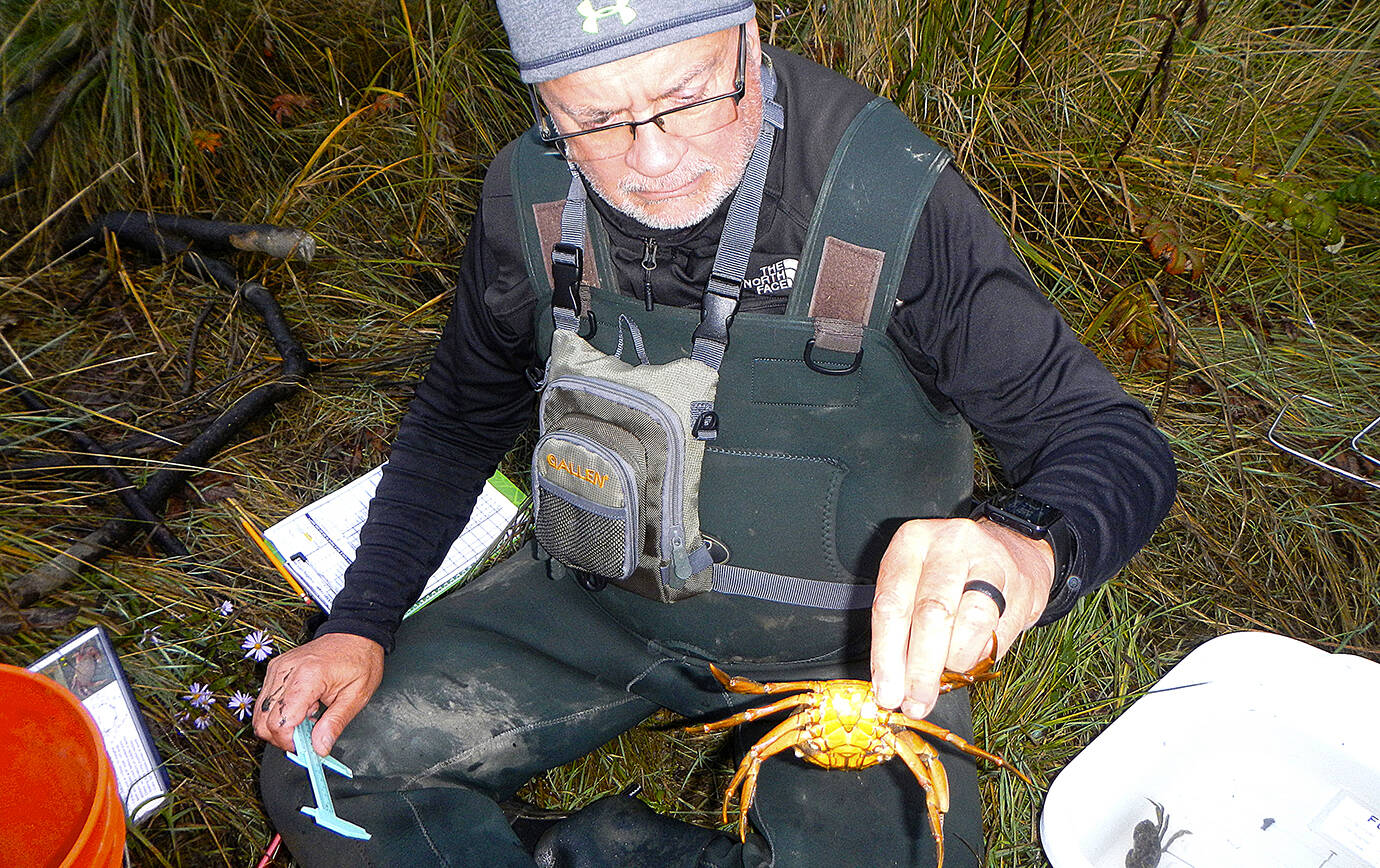 photo by Lee First 
Volunteer Craig Zora measures a European green crab caught in South Aberdeen and records the data.