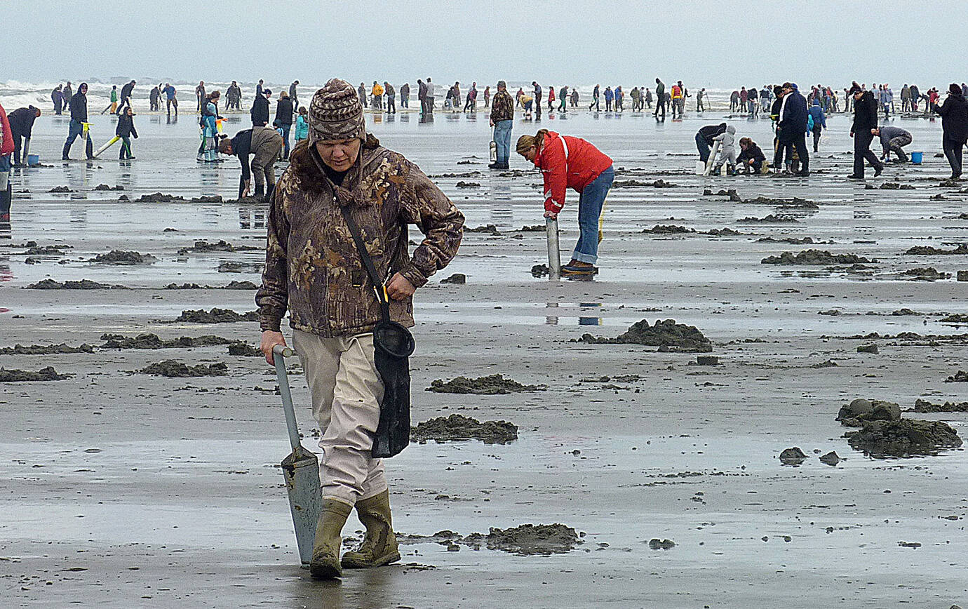 Courtesy of state Department of Fish and Wildlife 
More than 50,000 diggers took more than 900,000 razor clams during the nine-day dig from Oct. 3-11, 2021. The current seven-day opener runs through Monday, Oct. 25, 2021, at select beaches for evening digs.
