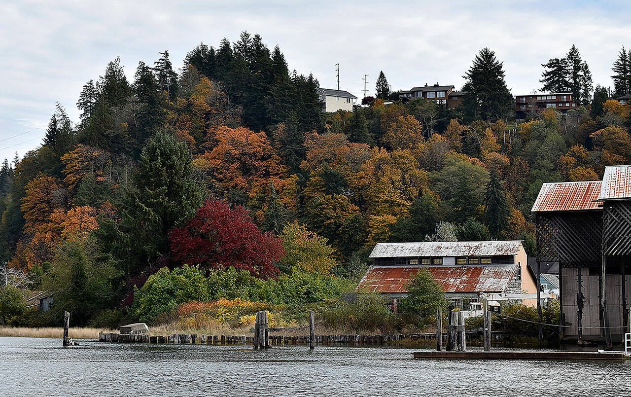 DAN HAMMOCK | THE DAILY WORLD 
Fall colors are busting out all over the Harbor, a welcome sight to many after a long, hot and dry summer. This photo was taken from the end of Karr Avenue looking east across the Hoquiam River on Tuesday, Oct. 19, 2021.