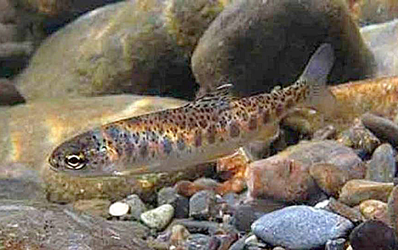NOAA photo 
The Washington State Department of Ecology is looking for feedback on rule changes to better protect all salmonids, including improved oxygen for early life stages.