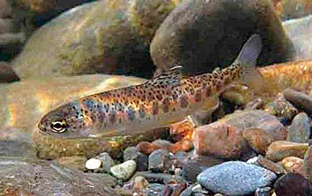 Better protections proposed for salmon spawning and habitat The Daily