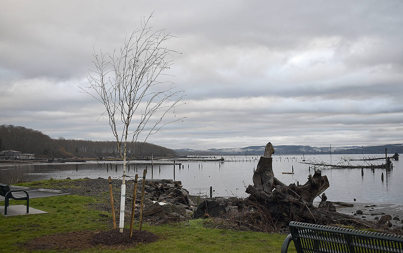 DAN HAMMOCK | THE DAILY WORLD 
As promised, six new birch trees have been planted at Old Cannery Park off the end of Fifth Street in Hoquiam. The original trees in the park were removed due to trunk rot, bringing some complaints from longtime users of the park.