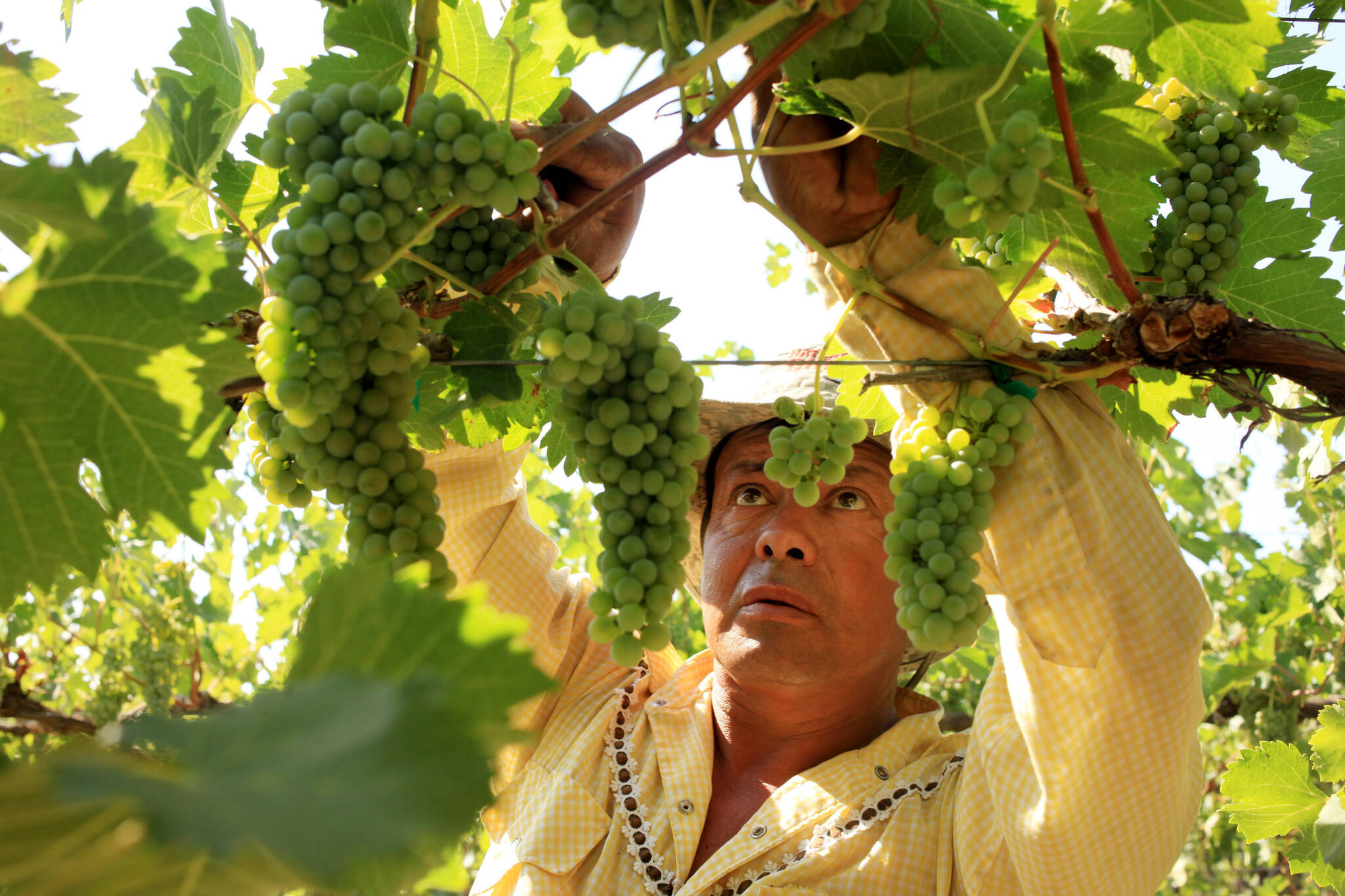Erika Schultz | Seattle Times | TNS | File Photo
Efrain Palencia, a longtime employee, drops clusters of viognier grapes at Crawford Vineyard to lessen to load to help with the ripening process.