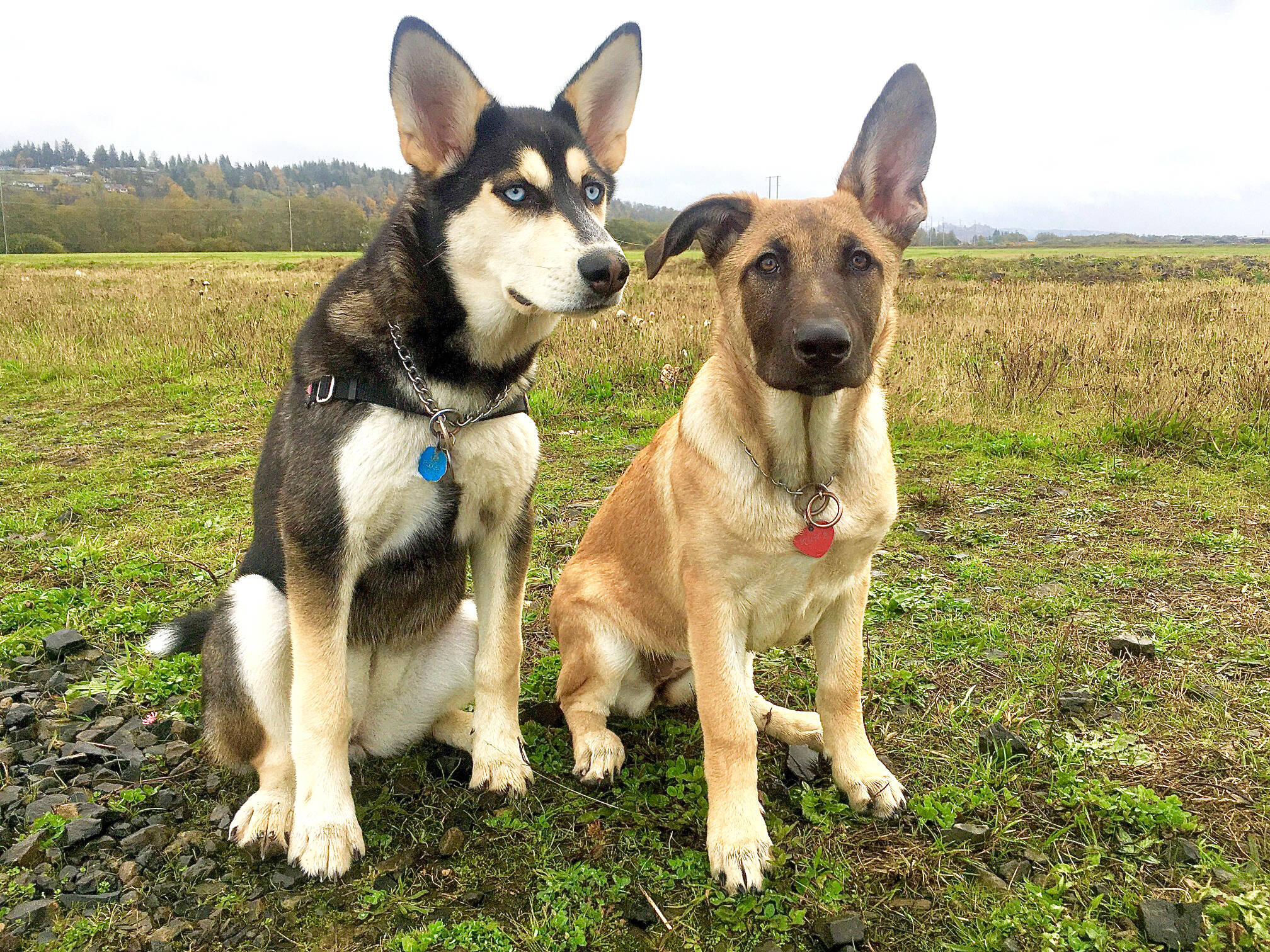 On the left, Stormy, a Husky-Malamute-shepherd mixed breed puppy, has formed a strong bond with her adopted “sister” Kona, a Belgian Malinois-German shepherd mix. Jessica Orr, who owns the two dogs with her partner Brandy Kamakawiwo’ole, and their 13-year old daughter Kamakani, adore the newest addition to their family. The family views Kona as a family member and will do what it takes to provide Kona the surgery she needs. (Jessica Orr)