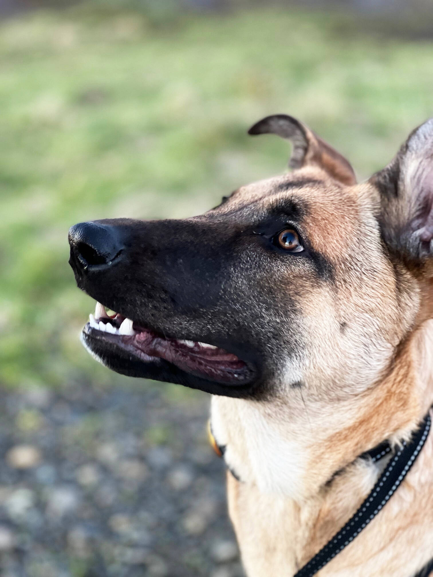 Jessica Orr, her partner Brandy Kamakawiwo’ole, and their daughter Kamakani, love Kona, their 10-month old Belgian Malinois-German Shepherd mix, with all their hearts. But, now the playful puppy, who’s been known as a “Velcro Dog” needs surgery. (Jessica Orr)