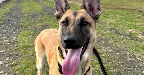 photo courtesy of Jessica Orr 
Kona, a 10-month old Belgian Malinois-German shepherd mix, was adopted at the end of September 2021. Now, she needs surgery to fix joints in her front legs. Her owners want to fix her no matter what.