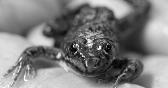 Mike Siegel | The Seattle Times | File Photo 
A 9-week-old Oregon spotted frog is shown above.