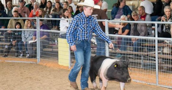 Photo Courtesy of GHYLA
Students participating in 4-H and FFA livestock programs will have the opportunity to showcase their animals to be bid on at the 2022 Grays Harbor Youth Livestock Auction on Aug. 13, 2022, in Elma. All money raised goes back to students for their own use.