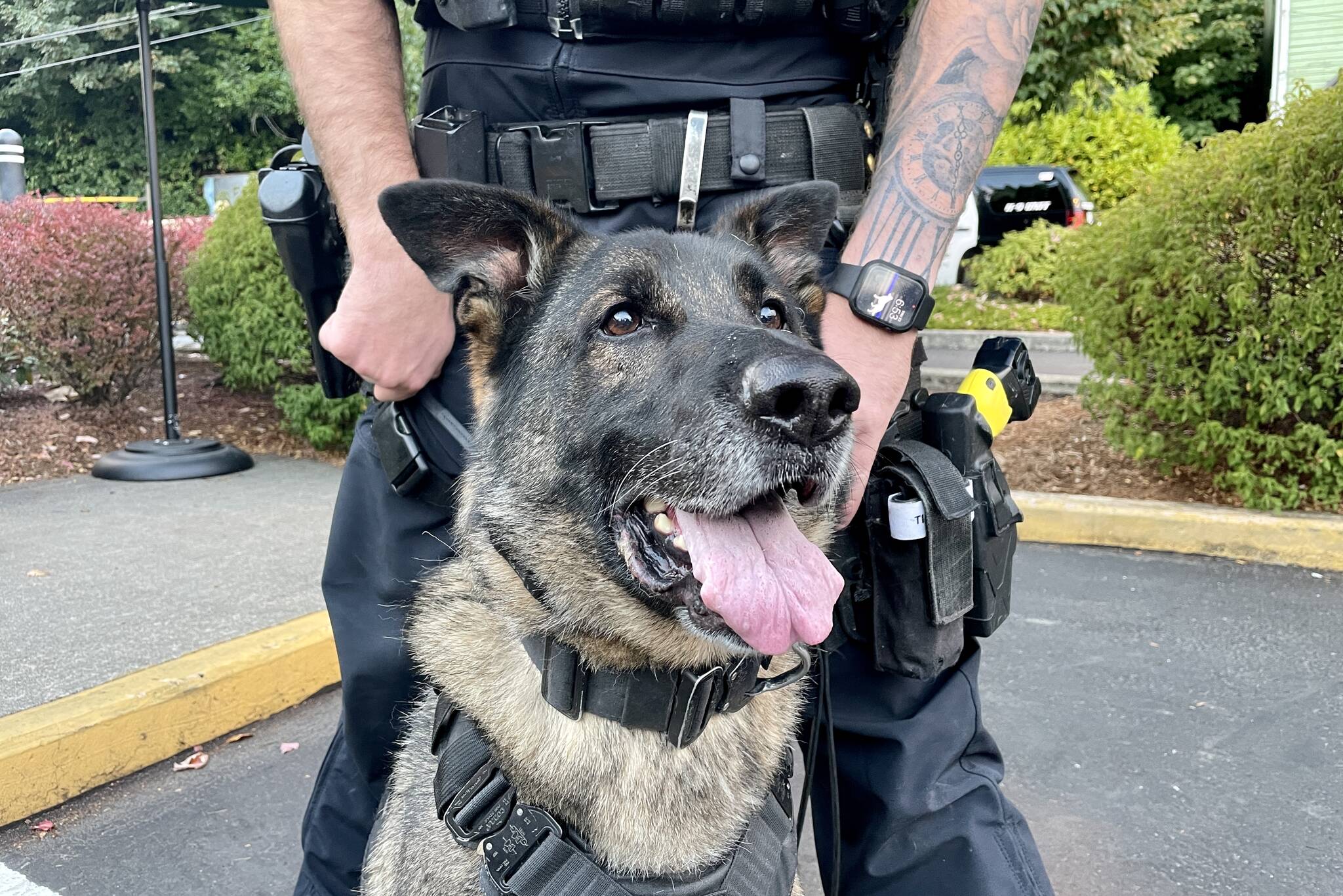 Aberdeen Police Department apprehension dog Ronin thinks good boy thoughts while being held by Officer Chad Pearsall at Badges & Brews, hosted at Starbucks on Sept. 22, 2022. (Michael S. Lockett / The Daily World)