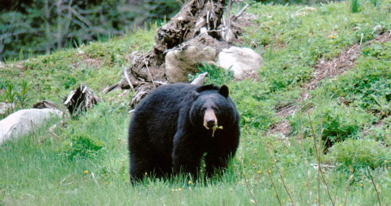 Washington Department of Fish and Wildlife
When preparing for hibernation, a hungry black bear can consume up to 20,000 calories per day.