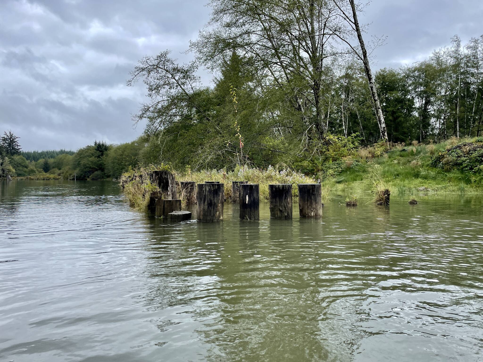 Pilings, like the 703 that needed to be removed to reopen the waterway, are visible up and down the Hoquiam River. (Michael S. Lockett / The Daily World)