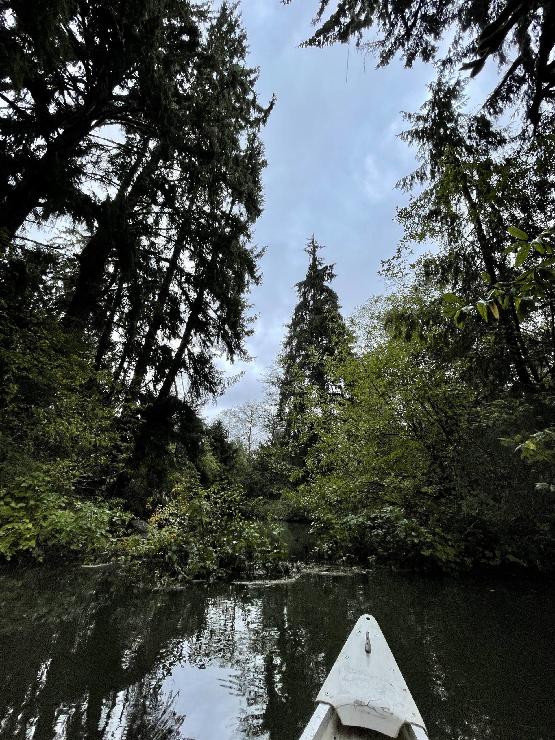Michael S. Lockett / The Daily World 
The trees stretch tall above a waterway recently reconnected with the Hoquiam River to restore natural tidelands.