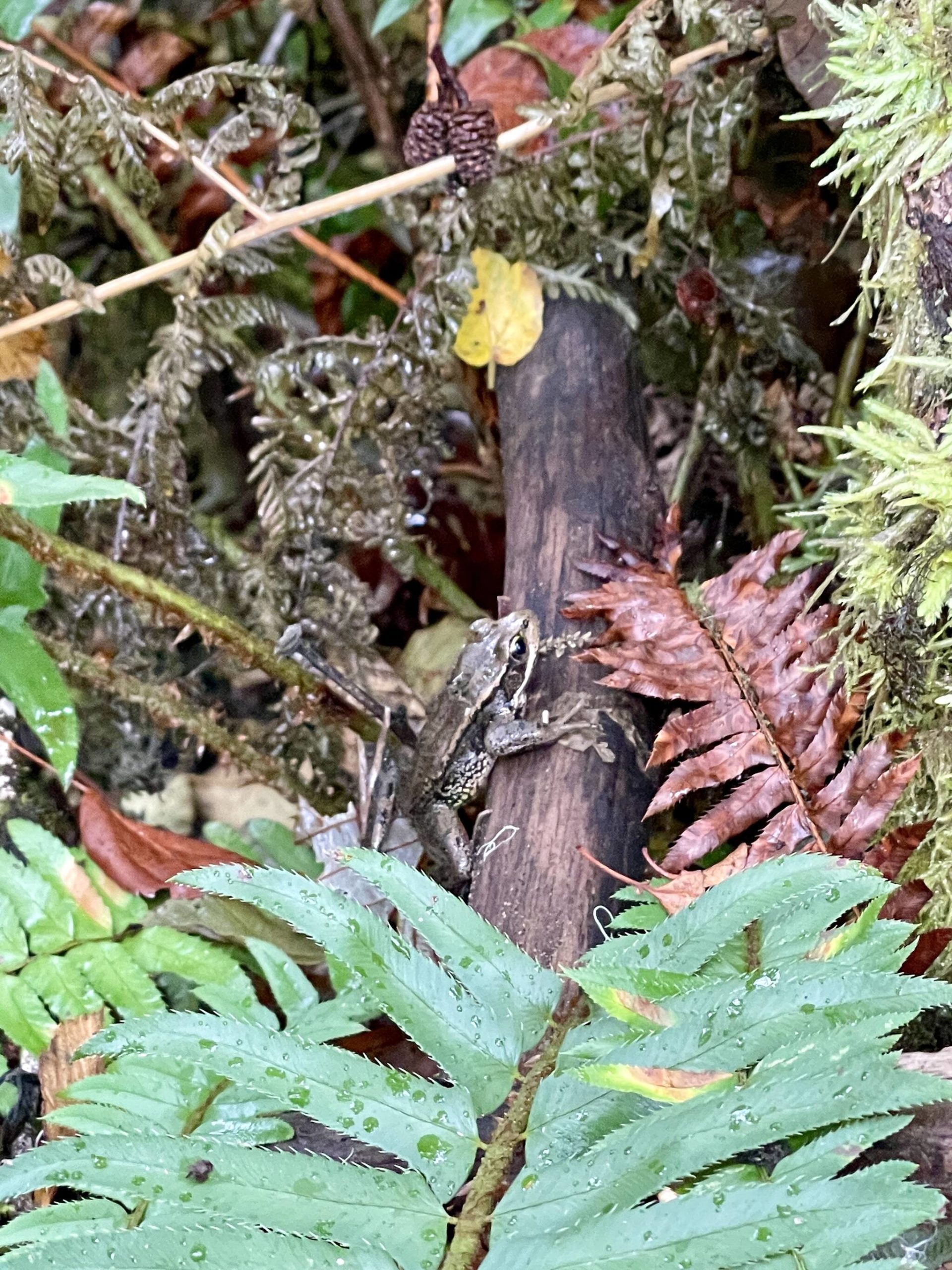 Michael S. Lockett / The Daily World 
A frog perches on a log in an orphaned wetland recently reconnected with the Hoquiam River to restore natural tidelands.