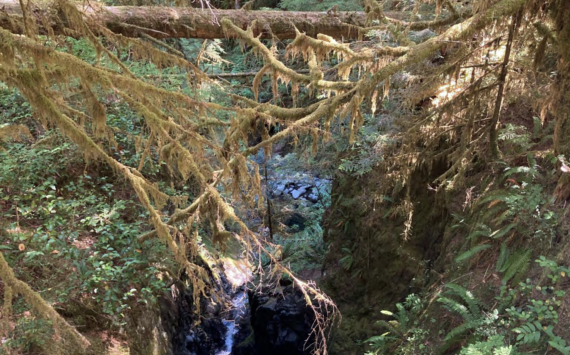 Quinault creek located just east of the Quinault Reservation has its name changed to the Noskeliikuu.