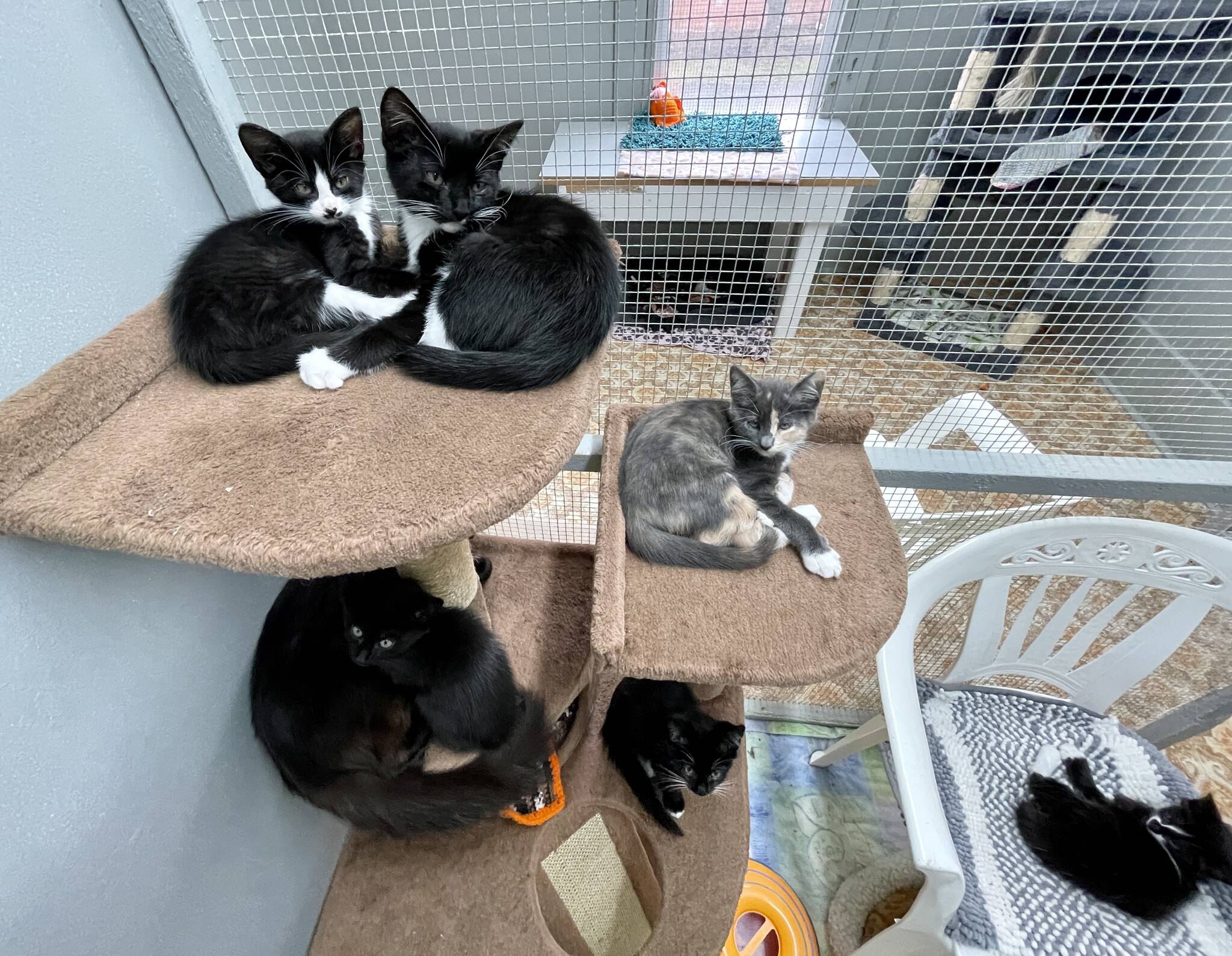 Michael S. Lockett | The Daily World
Kittens lounge languorously at PAWS of Grays Harbor on Oct. 4, 2022. The shelter is holding a fundraiser on Oct. 8 to raise money for renovations.