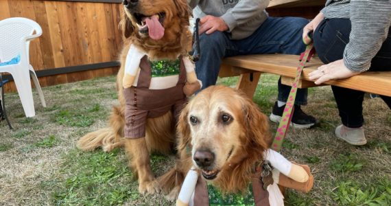 Michael S. Lockett | The Daily World
Sage and Mia do important dog things at Pints for Paws, a fundraiser put on by PAWS of Grays Harbor to help replace ailing infrastructure in the shelter, hosted by Red Cedar on Oct. 8.
