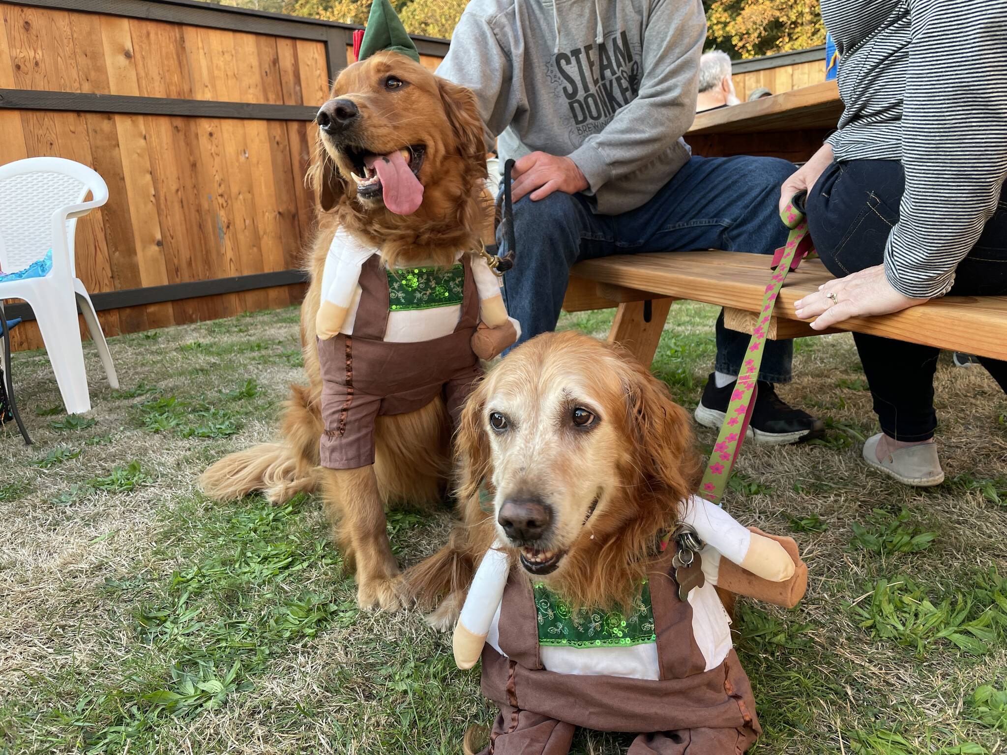 Sage and Mia do important dog things at Pints for Paws, a fundraiser put on by PAWS of Grays Harbor to help replace ailing infrastructure in the shelter, hosted by Red Cedar on Oct. 8. (Michael S. Lockett | The Daily World)