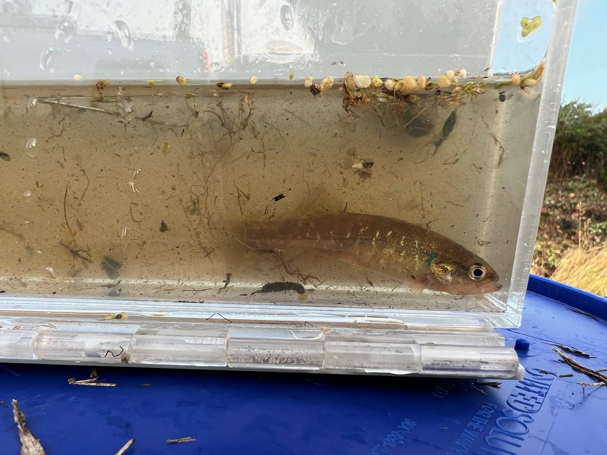 (Courtesy of Scott Andersen) The Olympic mudminnow is native to several watersheds in Western Washington, but isn't found anywhere else in the world. Crews captured hundreds of fish, including this one, from Oyehut Ditch last month.