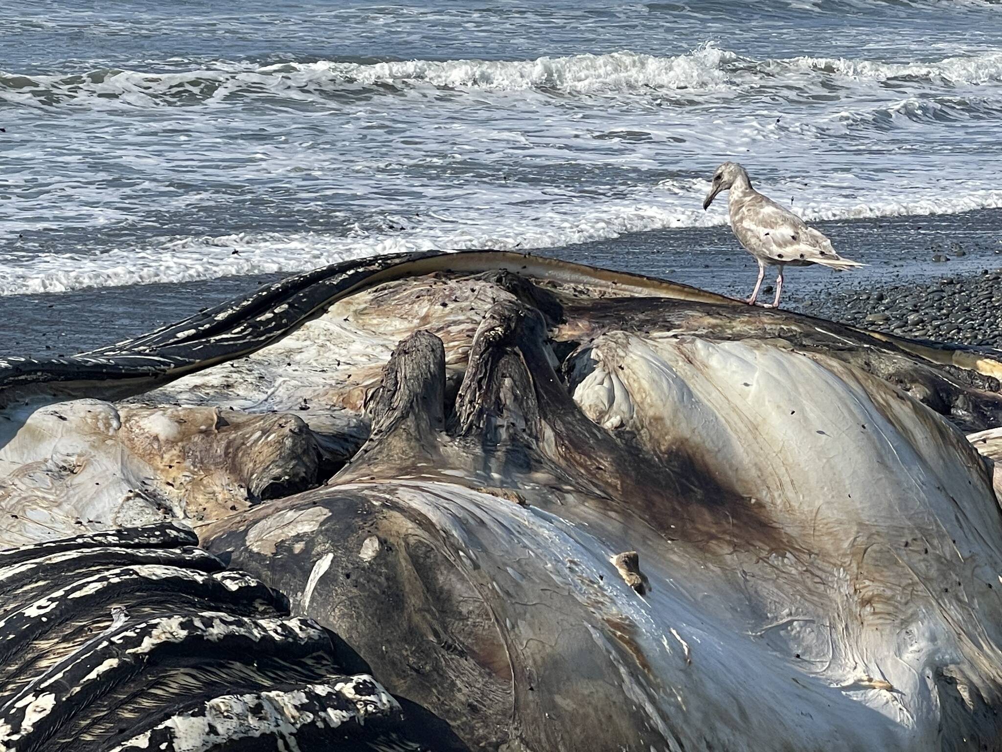 Michael S. Lockett | The Daily World 
A stubborn shorebird continues to gnaw at the corpse of a humpback whale despite clouds of flies attracted to the rot near Ruby Beach on Oct. 15.