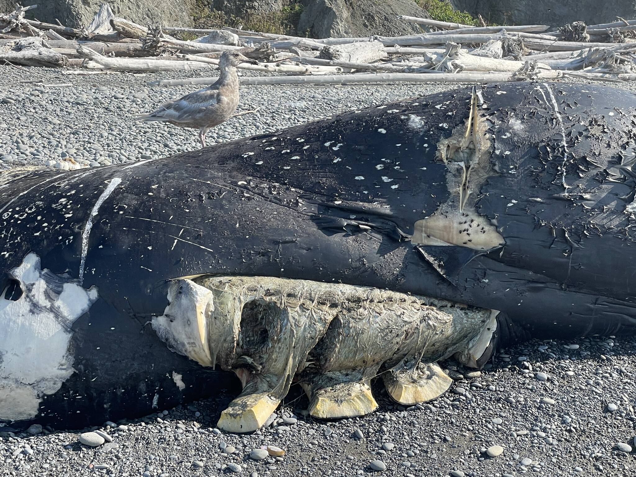 Michael S. Lockett | The Daily World 
Rot and decay of the corpse of a humpback whale are visible as it putrefies onshore near Ruby Beach on Oct. 15.