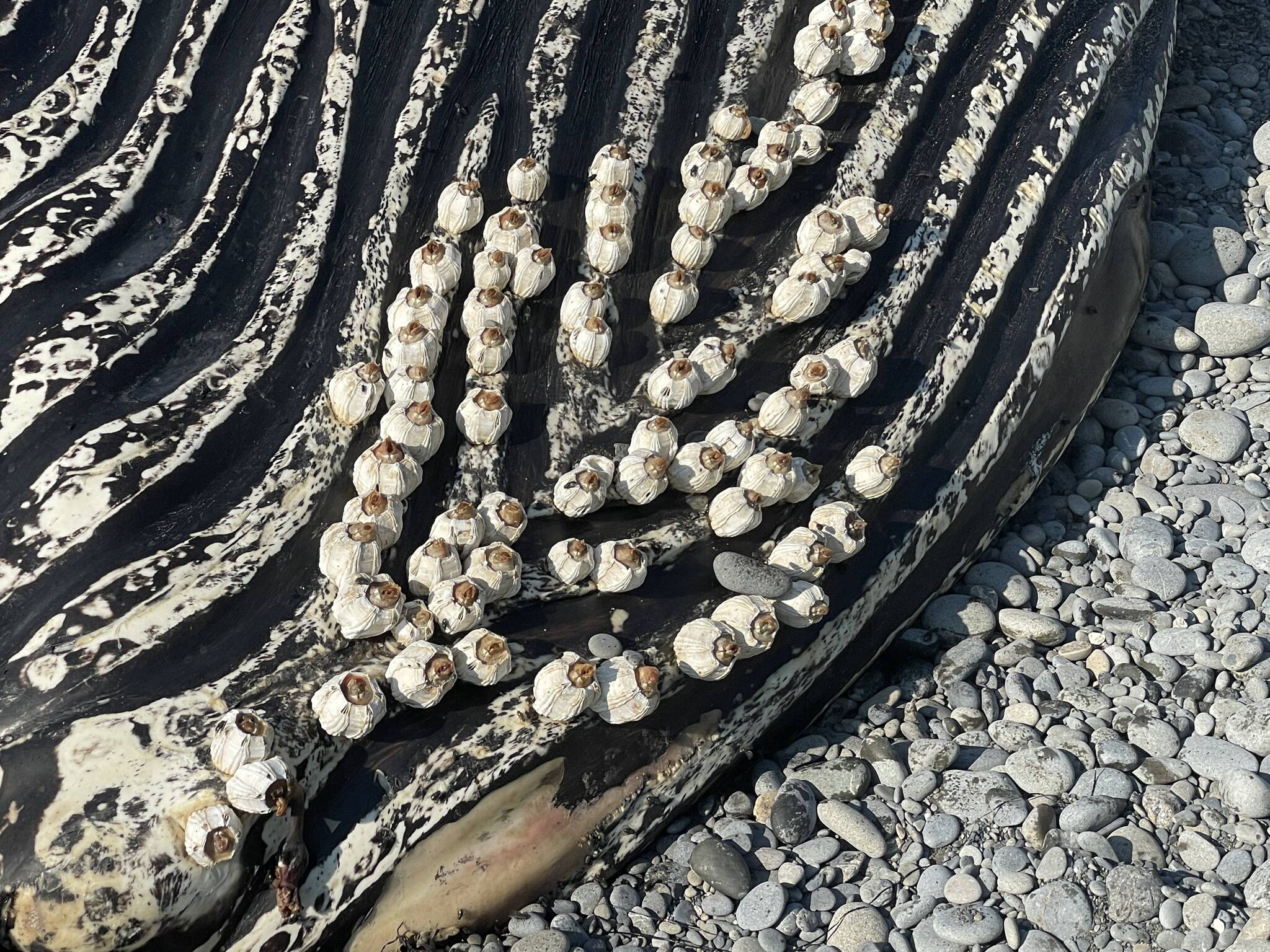 Barnacles are visible on the corpse of a humpback whale that washed ashore near Ruby Beach around Oct. 5. (Michael S. Lockett | The Daily World)
