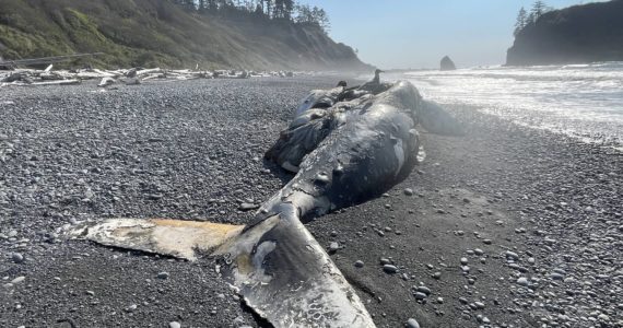 Michael S. Lockett | The Daily World 
A young female humpback whale, seen here on Oct. 15 washed ashore near Ruby Beach in Olympic National Park around Oct. 5.