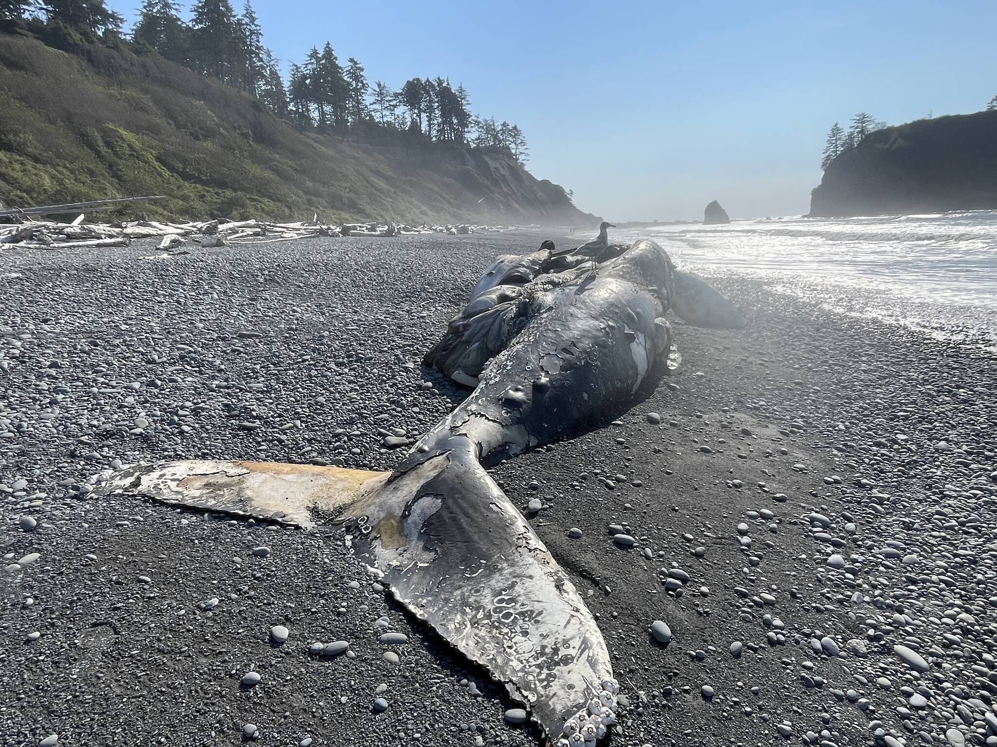 Whale killed by possible ship strike beaches near Ruby Beach The